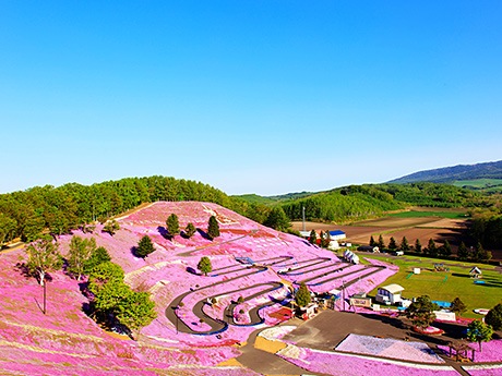北海道大空町で開催される芝桜祭り