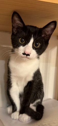 ネコ(はちわれ、保護ネコ)